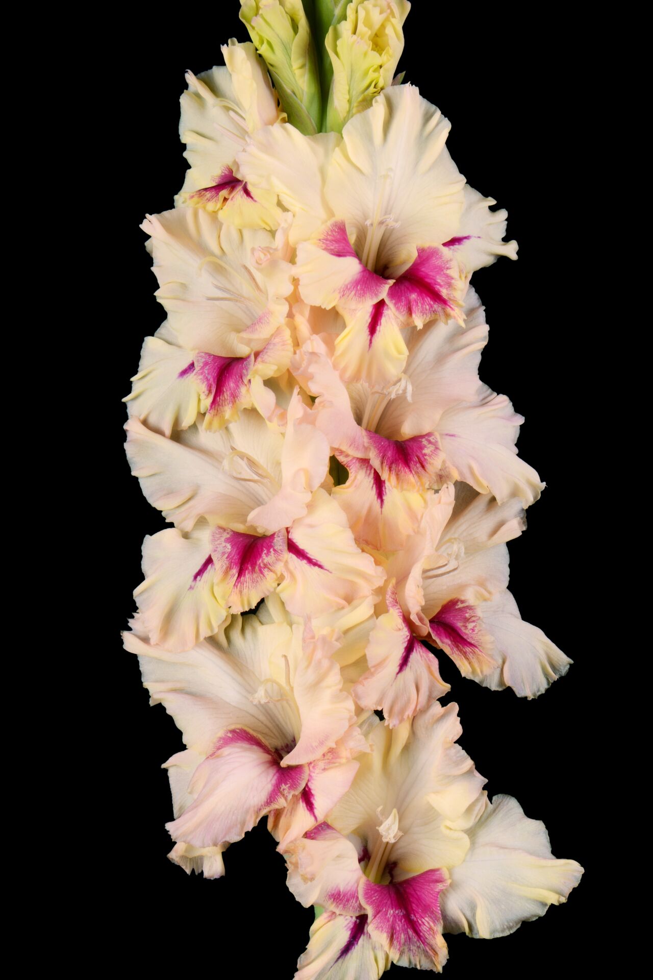 Гладиолус крупноцветковый Лепота